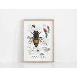 Western Honey Bee Art Print