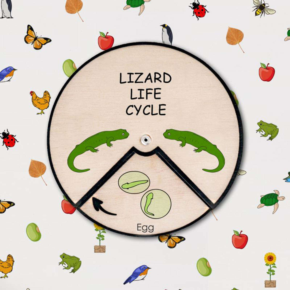 lizard life cycle for kids