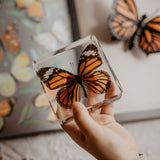 Tiger Butterfly Specimen