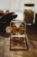 Tiger Butterfly Specimen