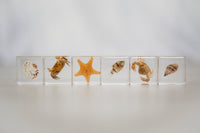 Sea Searchers Specimen Set