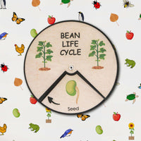 Bean Life Cycle