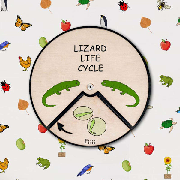 Lizard Life Cycle