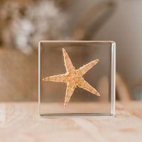 Starfish Specimen
