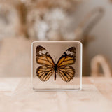 Butterfly Specimen