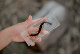 Centipede Specimen