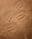 Let's Investigate - Woodland Footprints