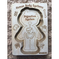 Human Body Systems-Male