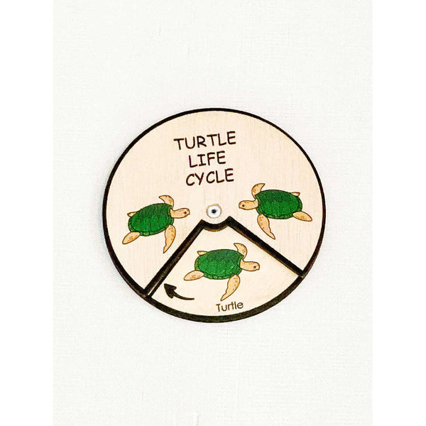 Turtle Life Cycle