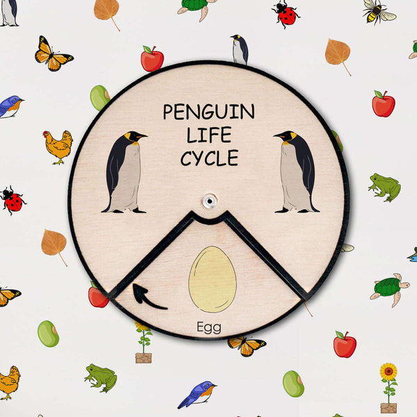 Penguin Life Cycle