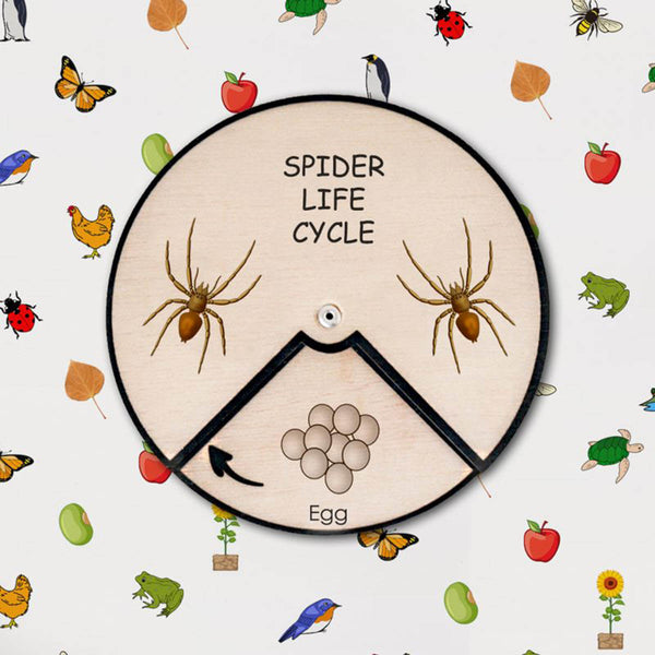 Spider Life Cycle